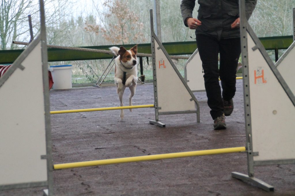 Hund springt über Hürde