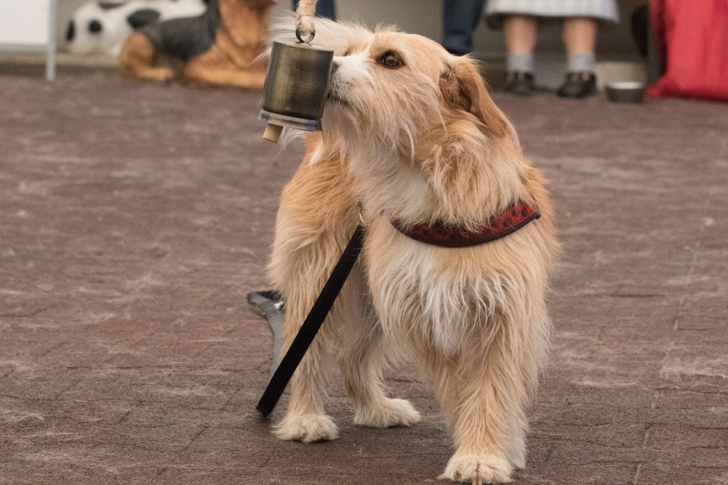 Hund läutet Glocke
