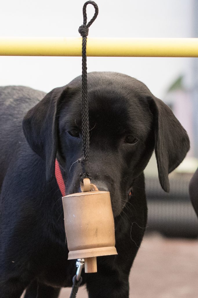 Hund läutet Glocke