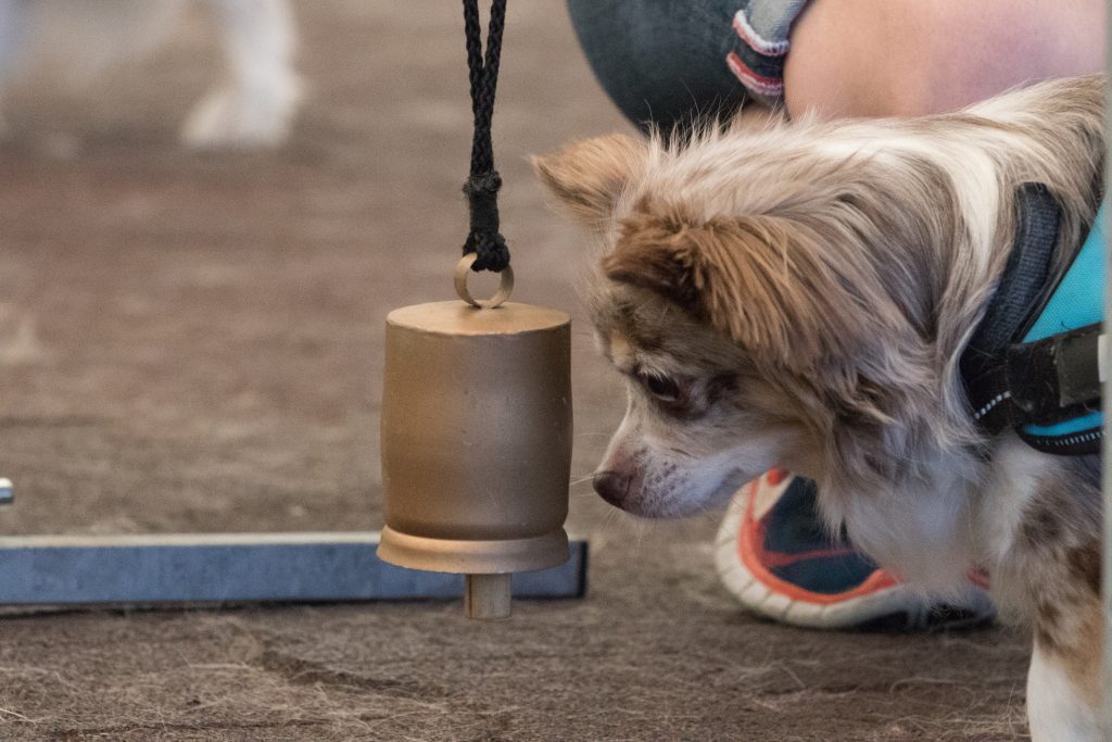Hund läutet Glocke