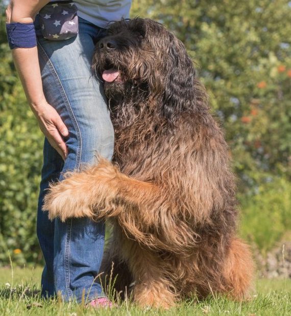 Hund legt Pfote um Frauchen