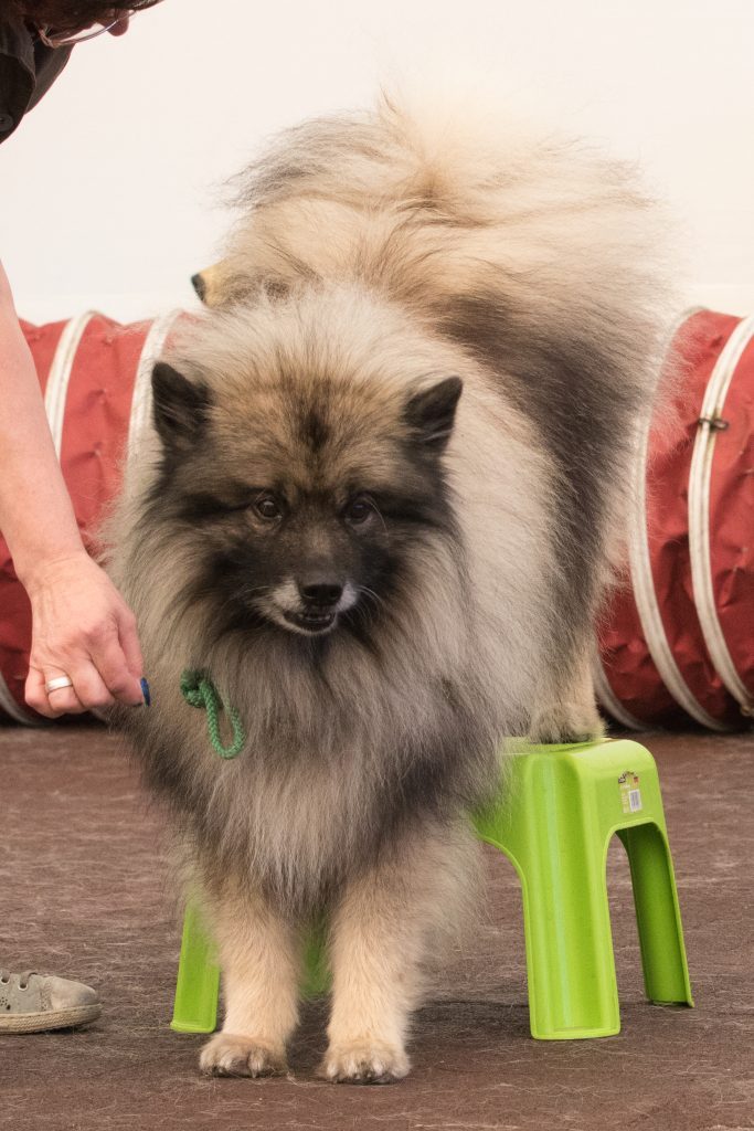 Hund steht mit Hinterbeinen auf Podest