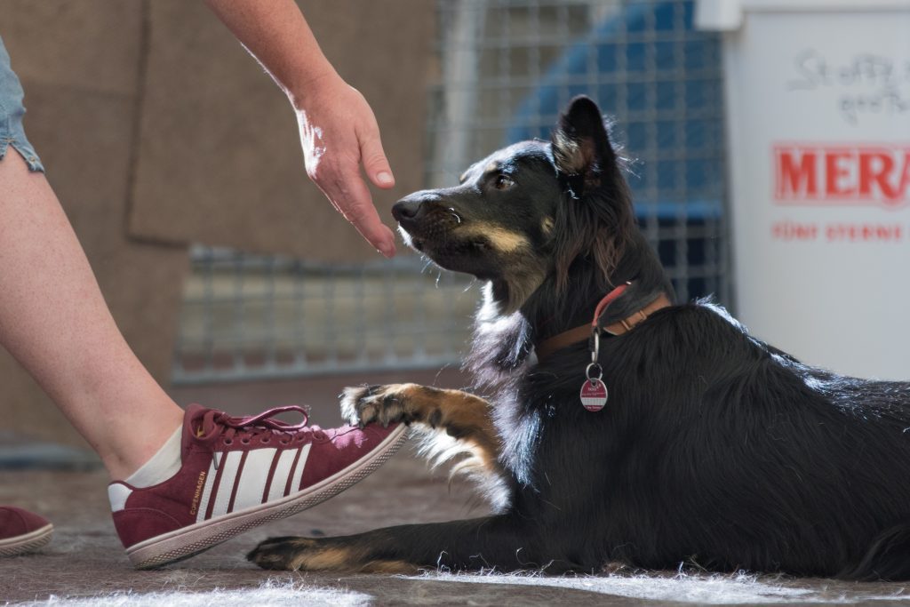 Hund berührt Frauchen